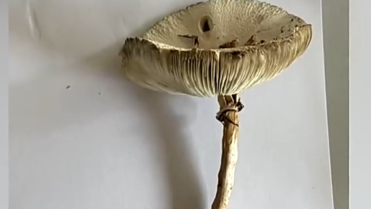 视频丨野生蘑菇要慎食 当心尝鲜变“尝险”