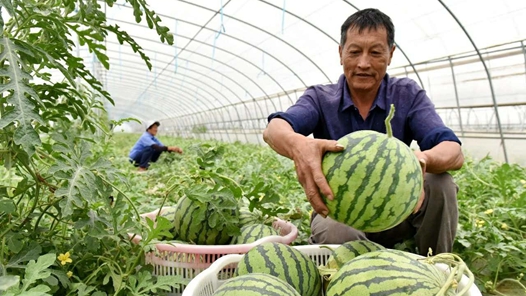 生活观察｜高甜水果怎么吃才不伤身