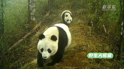美丽中国行·探访大熊猫国家公园丨走进大熊猫国家公园甘肃片区