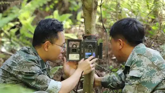 深山中的大熊猫守护者