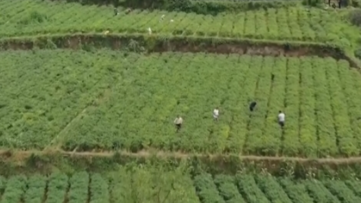 牢记初心使命 奋进复兴征程｜“火辣”产业装点黔山秀水 映红百姓幸福生活