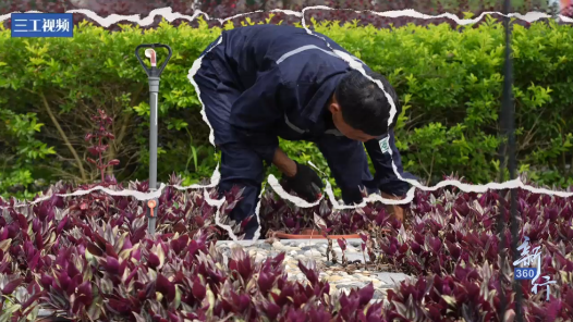 三工视频·新360行之中草药园丁｜三年摸透一棵草的脾气，他们在百草园里“种”草药