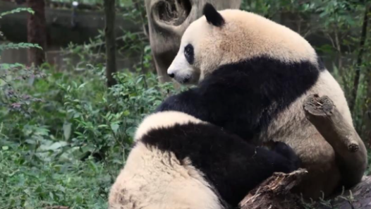 美丽中国行·探访大熊猫国家公园｜绿水青山间，万物有灵且美