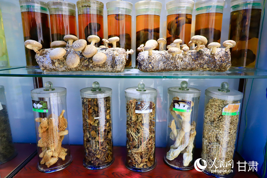 甘肃省食用菌遗传育种重心现实室中展示的祁连山菌物干制标本。东说念主民网记者 焦隆摄