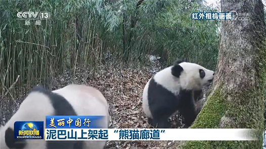 泥巴山上架起“熊猫廊道”