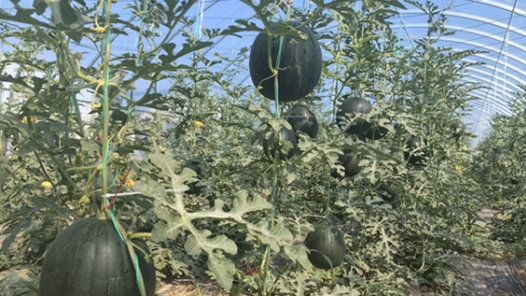 吉林洮南检察保护地理标志品牌 “黑水西瓜”有了“身份证”