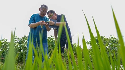 基层一线党旗红丨85岁的赵亚夫，又下田了
