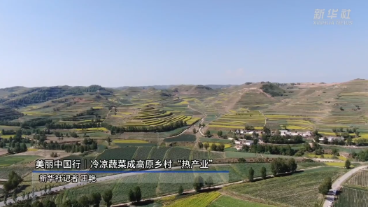 美丽中国行｜冷凉蔬菜成高原乡村“热产业”