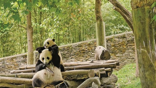 文旅观察｜在大熊猫国家公园，和自然对话