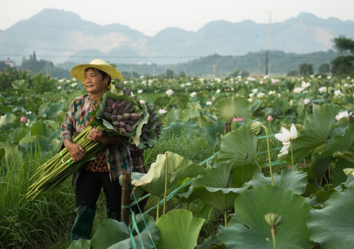 采摘荷花