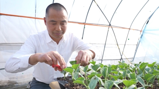瓜田里的春天——曹桥街道西瓜产业振兴故事