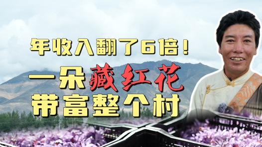 我们的家园丨年收入翻了6倍！一朵藏红花带富整个村