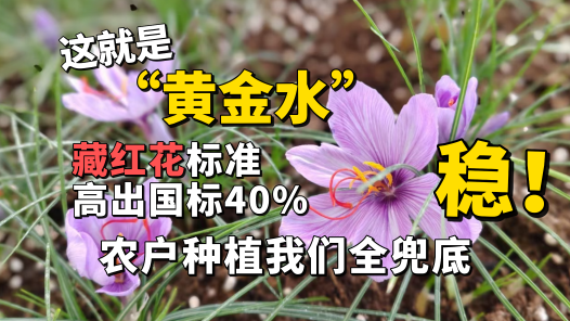 我们的家园丨这就是“黄金水”！藏红花标准高出国标40%，农户种植我们全兜底，稳！