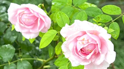“花痴博士”倾力为月季装上“中国芯”