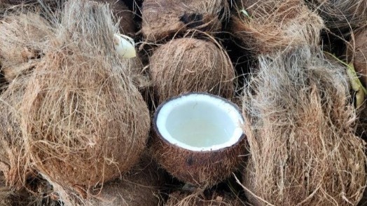 小椰壳变身“电量储能仓”