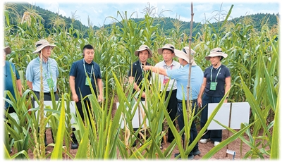 第十四届亚洲玉米大会在四川成都举行 推动科研成果走向田间地头