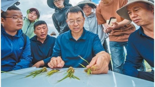 把论文写在大地上——记2026年“最美教师”张福锁