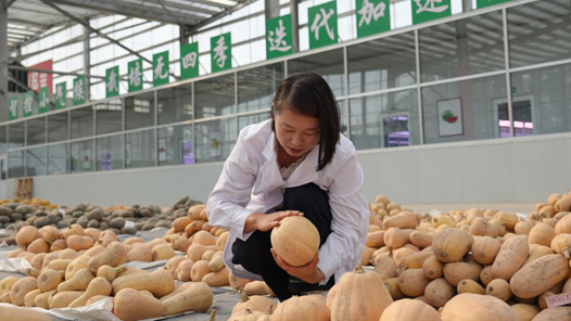 活力中国调研行｜一粒良种激活产业发展新动能