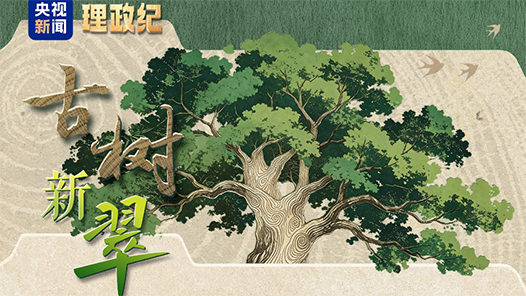 理政纪｜古树新翠