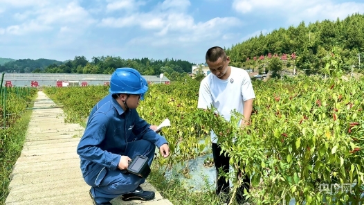 何以中国·青绿人间｜一椒尝出中国味 “绿电”托举产业兴
